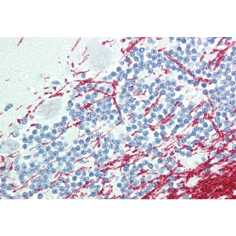 Immunohistochemistry - Anti-GCH1 Antibody (A83147) - Antibodies.com
