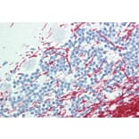 Immunohistochemistry - Anti-GCH1 Antibody (A83147) - Antibodies.com