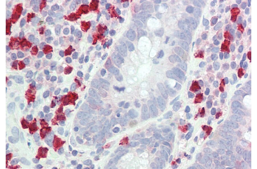 Immunohistochemistry - Anti-GCH1 Antibody (A83147) - Antibodies.com