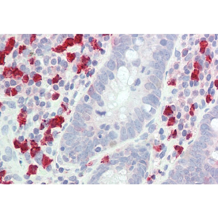 Immunohistochemistry - Anti-GCH1 Antibody (A83147) - Antibodies.com