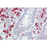 Immunohistochemistry - Anti-GCH1 Antibody (A83147) - Antibodies.com