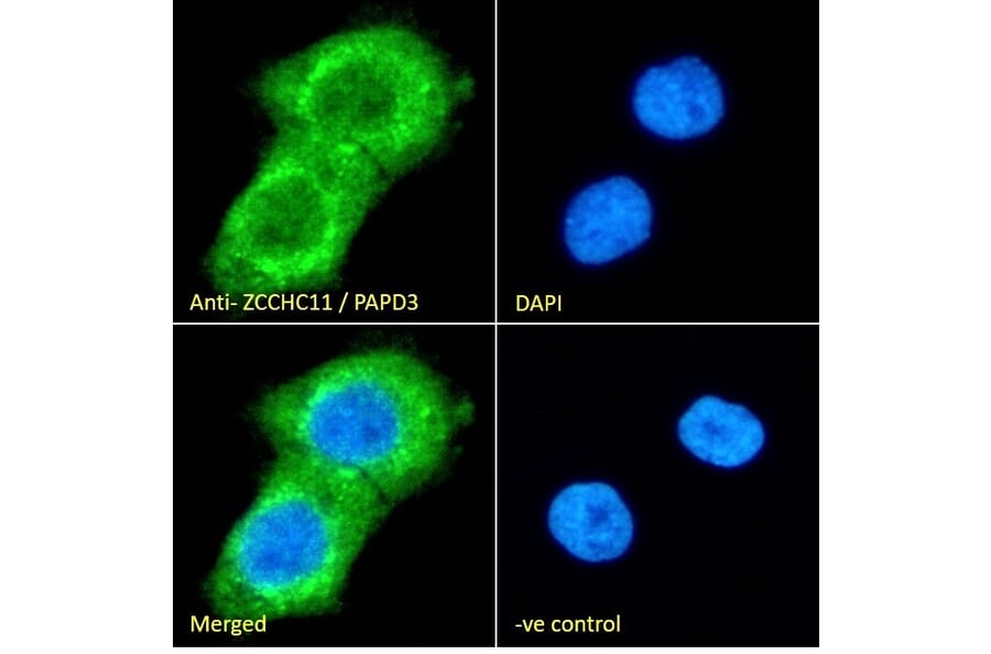 Immunofluorescence - Anti-ZCCHC11 Antibody (A83152) - Antibodies.com
