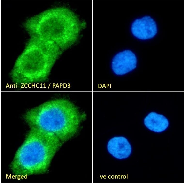 Immunofluorescence - Anti-ZCCHC11 Antibody (A83152) - Antibodies.com