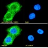 Immunofluorescence - Anti-ZCCHC11 Antibody (A83152) - Antibodies.com