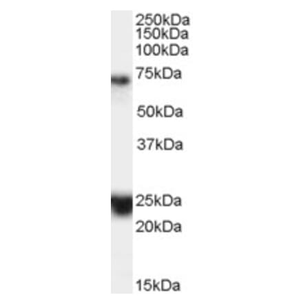 Western Blot - Anti-Huntingtin Associated Protein 1 Antibody (A83153) - Antibodies.com