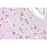 Immunohistochemistry - Anti-Huntingtin Associated Protein 1 Antibody (A83153) - Antibodies.com