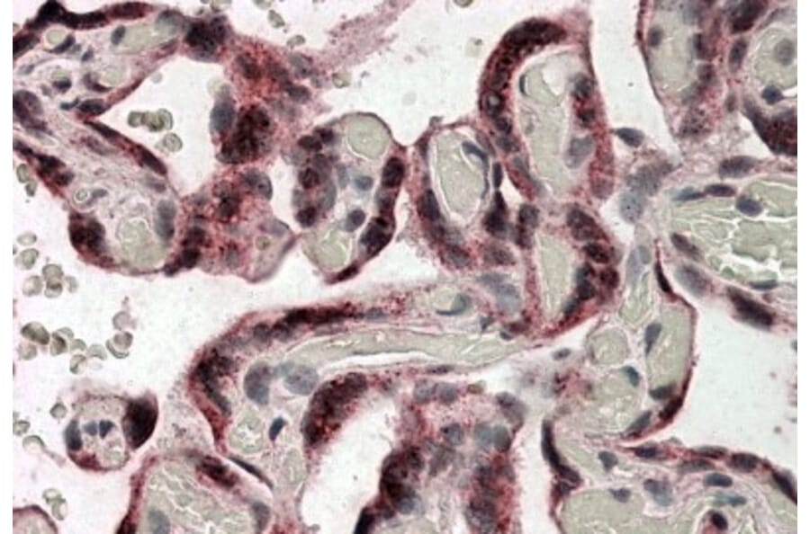 Immunohistochemistry - Anti-Iduronate 2 Sulfatase/SIDS Antibody (A83156) - Antibodies.com