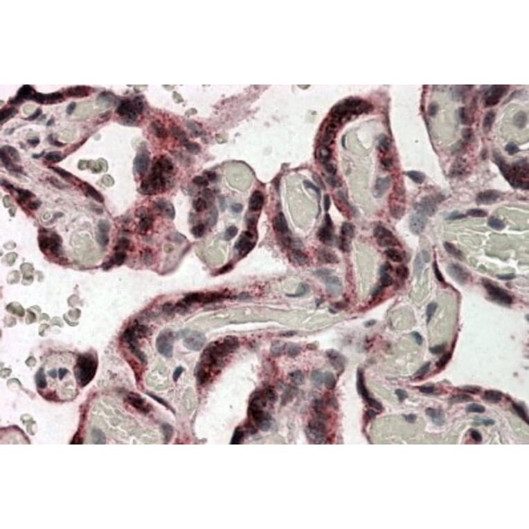Immunohistochemistry - Anti-Iduronate 2 Sulfatase/SIDS Antibody (A83156) - Antibodies.com