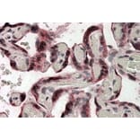 Immunohistochemistry - Anti-Iduronate 2 Sulfatase/SIDS Antibody (A83156) - Antibodies.com