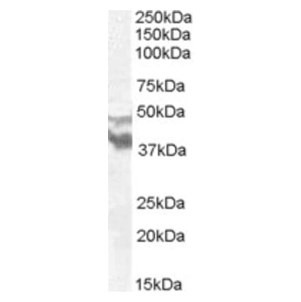 Western Blot - Anti-DYX1C1 Antibody (A83158) - Antibodies.com