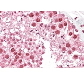 Immunohistochemistry - Anti-MSH5 Antibody (A83159) - Antibodies.com