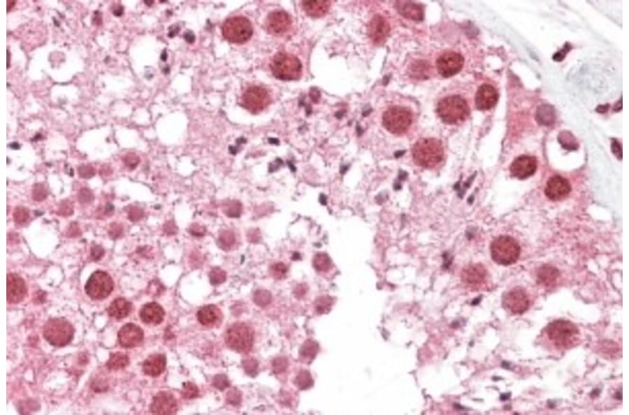 Immunohistochemistry - Anti-MSH5 Antibody (A83159) - Antibodies.com