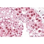 Immunohistochemistry - Anti-MSH5 Antibody (A83159) - Antibodies.com