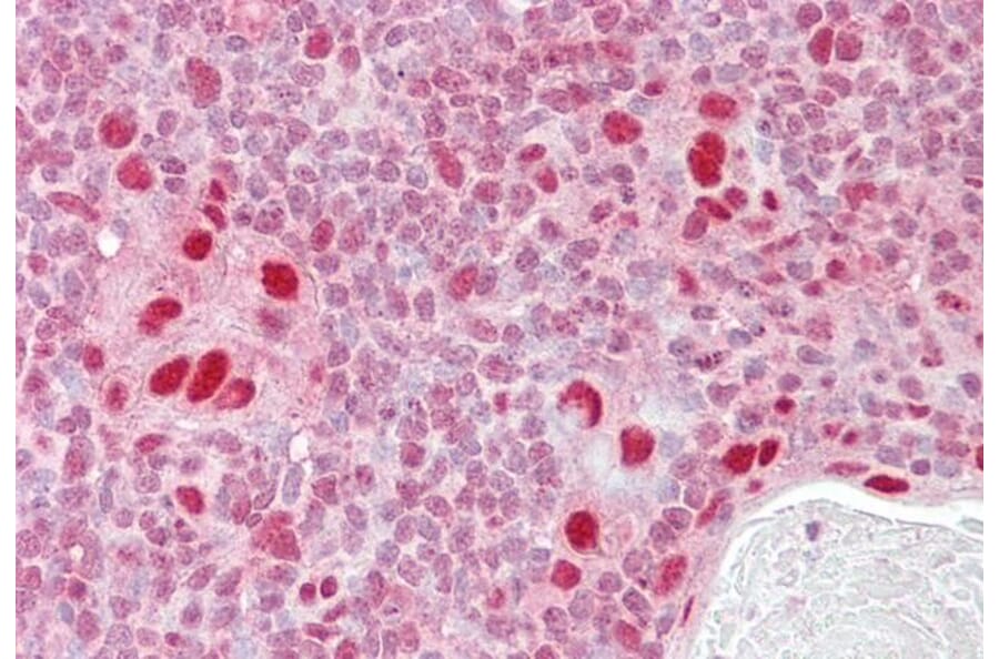 Immunohistochemistry - Anti-MSH5 Antibody (A83159) - Antibodies.com