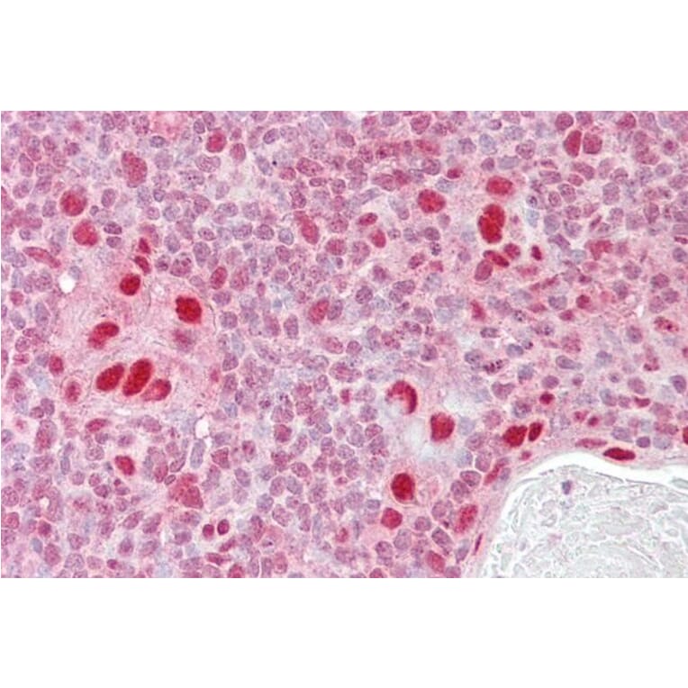Immunohistochemistry - Anti-MSH5 Antibody (A83159) - Antibodies.com