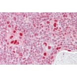 Immunohistochemistry - Anti-MSH5 Antibody (A83159) - Antibodies.com