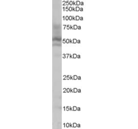 Western Blot - Anti-HNF4A Antibody (A83160) - Antibodies.com
