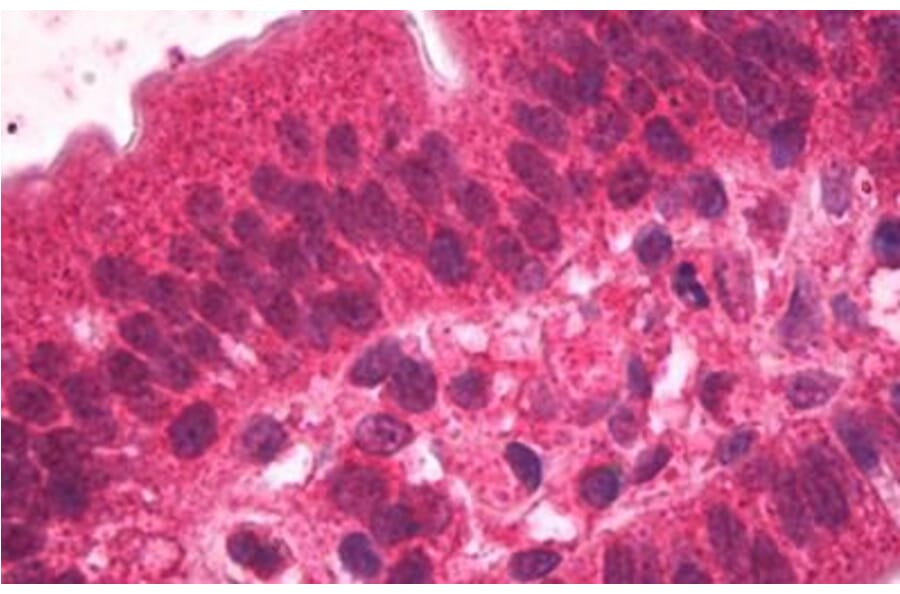 Immunohistochemistry - Anti-HNF-4-alpha Antibody (A83160) - Antibodies.com