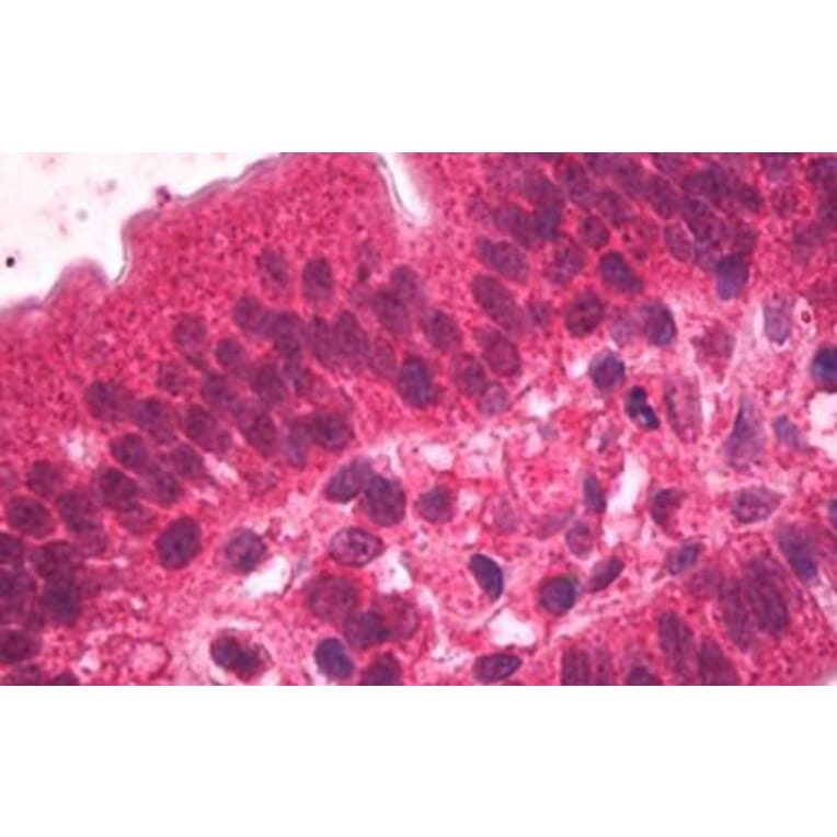 Immunohistochemistry - Anti-HNF-4-alpha Antibody (A83160) - Antibodies.com
