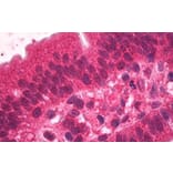 Immunohistochemistry - Anti-HNF-4-alpha Antibody (A83160) - Antibodies.com
