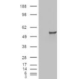Western Blot - Anti-Estrogen Related Receptor gamma Antibody (A83163) - Antibodies.com