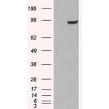 Western Blot - Anti-PDE5A/PDE5 Antibody (A83168) - Antibodies.com