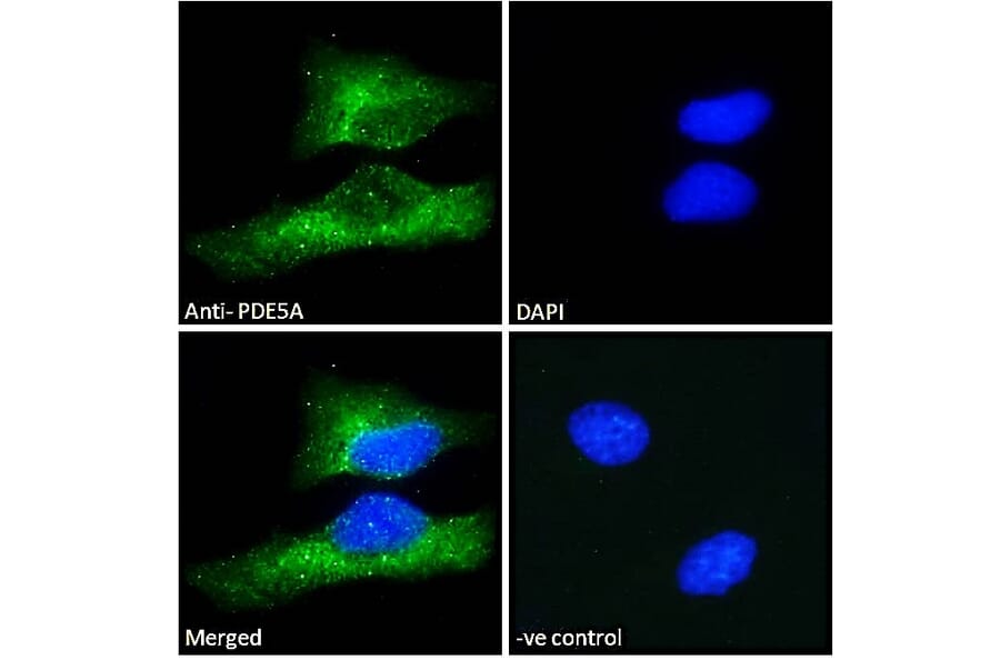 Immunofluorescence - Anti-PDE5A/PDE5 Antibody (A83168) - Antibodies.com