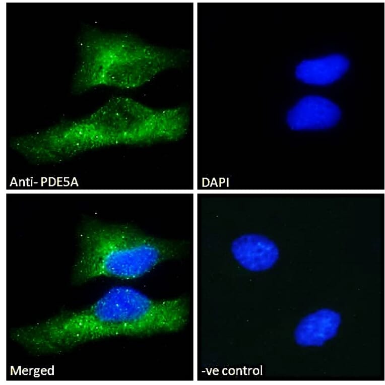 Immunofluorescence - Anti-PDE5A/PDE5 Antibody (A83168) - Antibodies.com