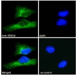 Immunofluorescence - Anti-PDE5A/PDE5 Antibody (A83168) - Antibodies.com