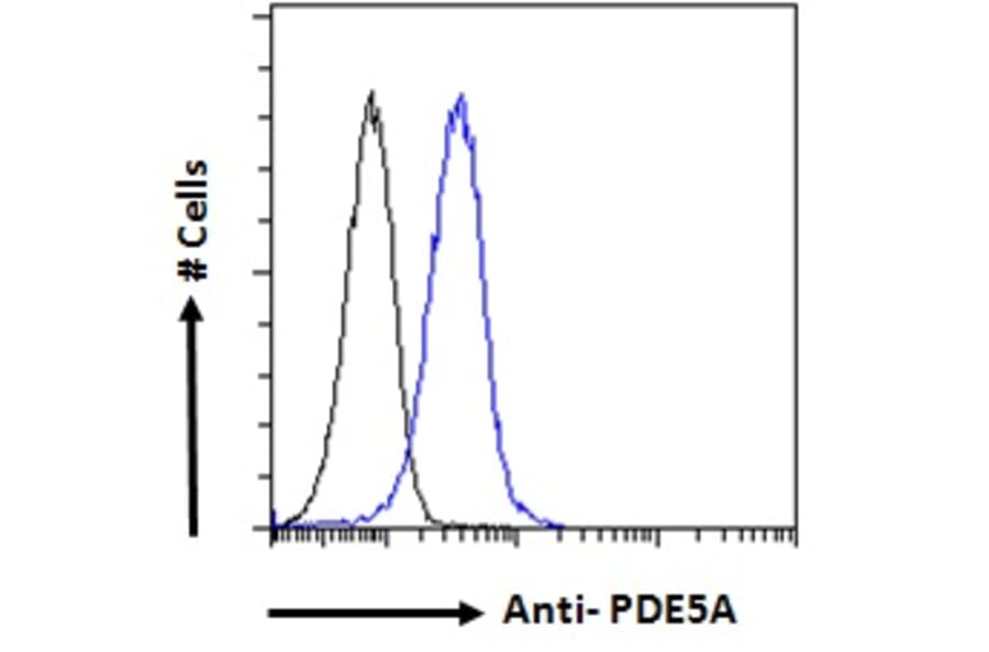 Flow Cytometry - Anti-PDE5A/PDE5 Antibody (A83168) - Antibodies.com