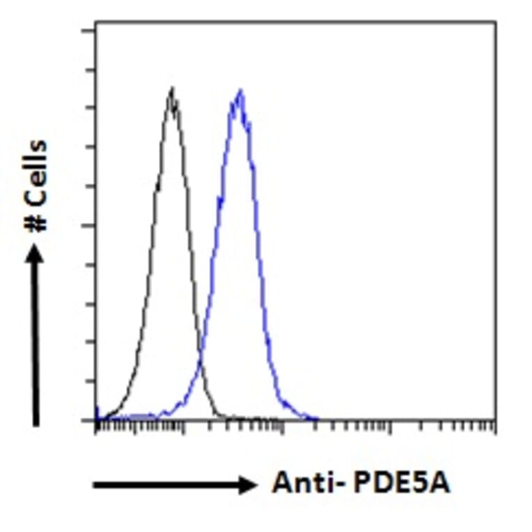 Flow Cytometry - Anti-PDE5A/PDE5 Antibody (A83168) - Antibodies.com