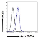 Flow Cytometry - Anti-PDE5A/PDE5 Antibody (A83168) - Antibodies.com