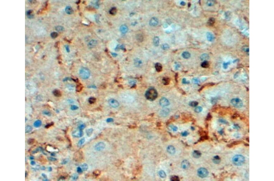 Immunohistochemistry - Anti-Triosephosphate Isomerase Antibody (A83170) - Antibodies.com