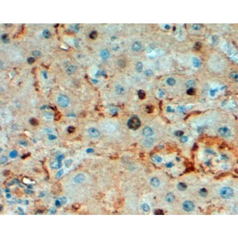 Immunohistochemistry - Anti-Triosephosphate Isomerase Antibody (A83170) - Antibodies.com
