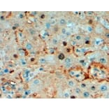 Immunohistochemistry - Anti-Triosephosphate Isomerase Antibody (A83170) - Antibodies.com