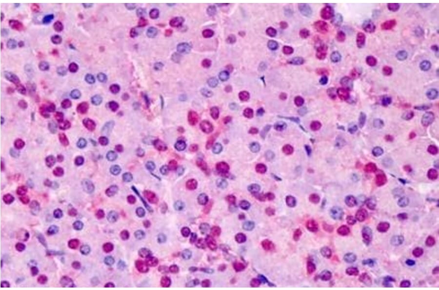 Immunohistochemistry - Anti-Triosephosphate Isomerase Antibody (A83170) - Antibodies.com