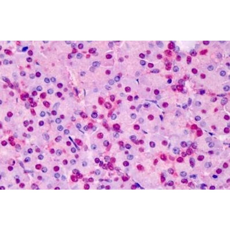Immunohistochemistry - Anti-Triosephosphate Isomerase Antibody (A83170) - Antibodies.com