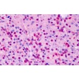 Immunohistochemistry - Anti-Triosephosphate Isomerase Antibody (A83170) - Antibodies.com