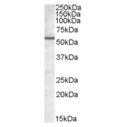 Western Blot - Anti-Bag5 Antibody (A83172) - Antibodies.com