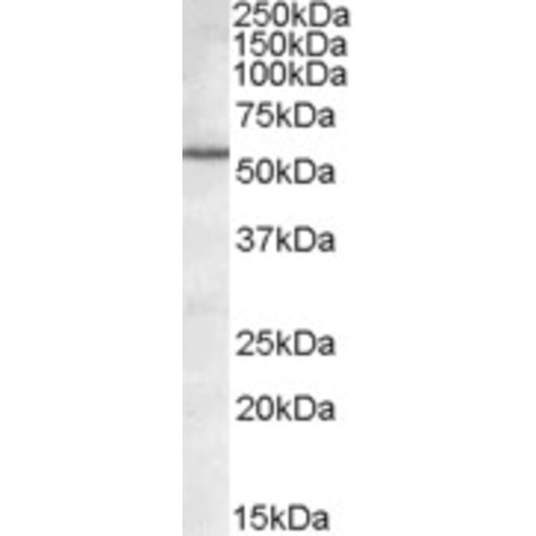 Western Blot - Anti-Bag5 Antibody (A83172) - Antibodies.com