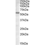 Western Blot - Anti-Bag5 Antibody (A83172) - Antibodies.com