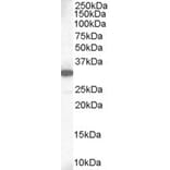 Western Blot - Anti-MCL1 Antibody (A83173) - Antibodies.com