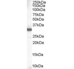 Western Blot - Anti-MCL1 Antibody (A83173) - Antibodies.com