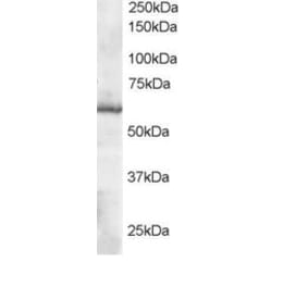 Western Blot - Anti-TXNRD1 Antibody (A83174) - Antibodies.com