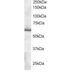 Western Blot - Anti-TXNRD1 Antibody (A83174) - Antibodies.com