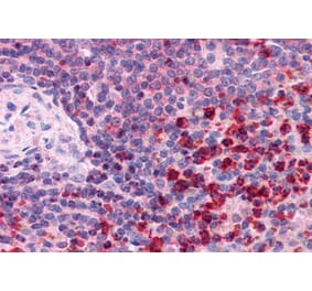 Immunohistochemistry - Anti-TXNRD1 Antibody (A83174) - Antibodies.com