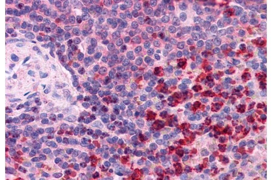 Immunohistochemistry - Anti-TXNRD1 Antibody (A83174) - Antibodies.com