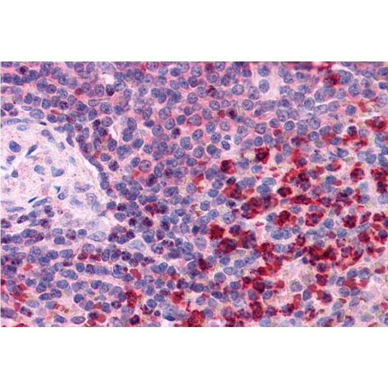 Immunohistochemistry - Anti-TXNRD1 Antibody (A83174) - Antibodies.com