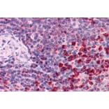 Immunohistochemistry - Anti-TXNRD1 Antibody (A83174) - Antibodies.com