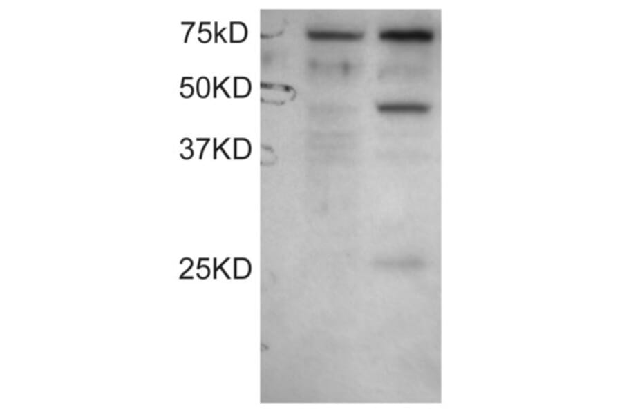 Western Blot - Anti-DYX1C1 Antibody (A83175) - Antibodies.com